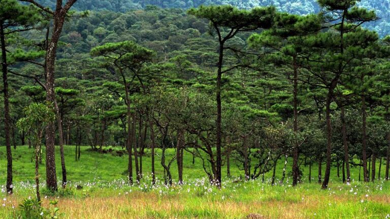 ภูสอยดาว